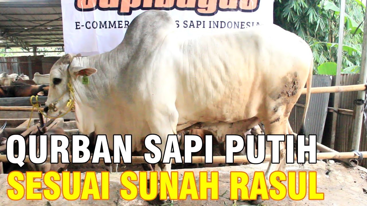 
                                 Sapi-Qurban-Ongole-Putih-Favorit-2022